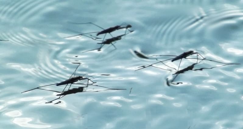 Zika Virus mosquito.