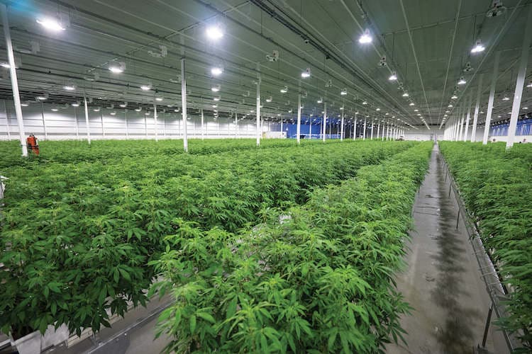 Less Than Six Hours Before The Market Open, Aurora Cannabis Is Up By 6%
