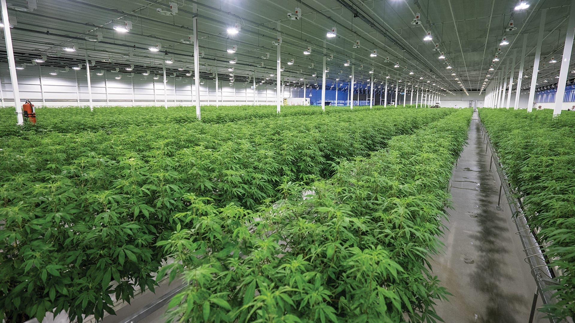 Aurora Cannabis Stock  Impressive Jump On Tuesday, Outperforms Market