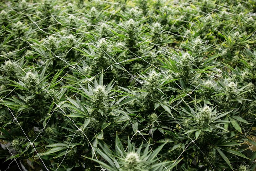 Aurora Cannabis Soars 12% As Bullish Momentum Continues