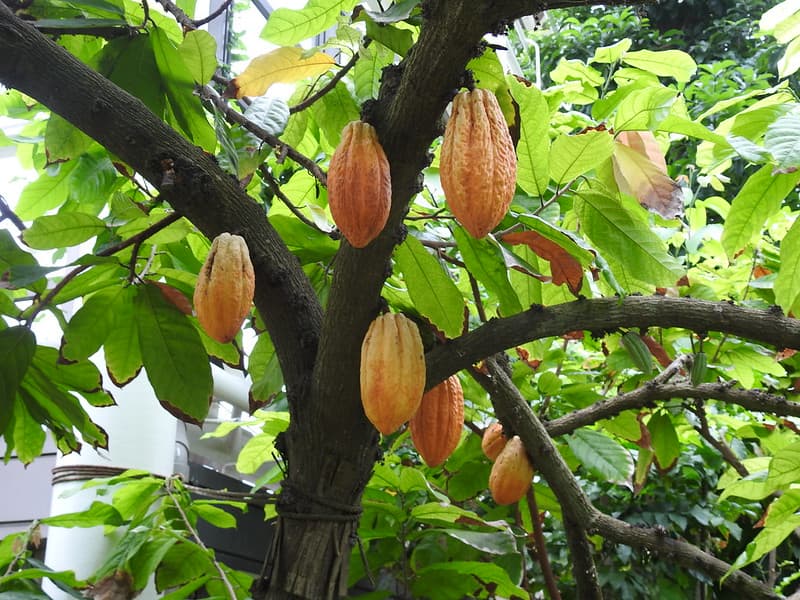 Cocoa tree